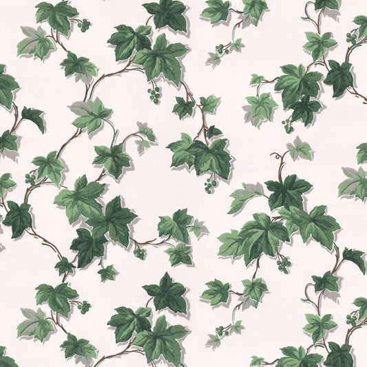 Engel Ivy Botanical
